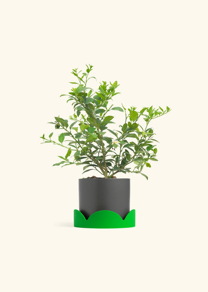 Key Lime Tree in a 7 inches Oat Classic Cylinder Planter in a Shamrock Petal Drip Tray