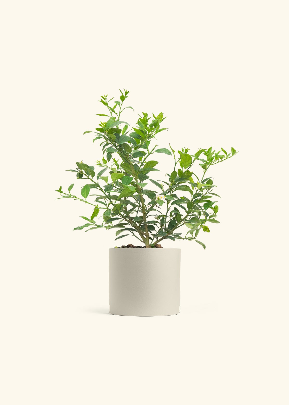Key Lime Tree in a 7 inches Charcoal Classic Cylinder Planter 