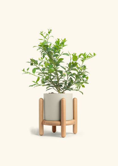 Key Lime Tree in a 7 inches Charcoal Classic Cylinder Planter in a Beech Wood Stand
