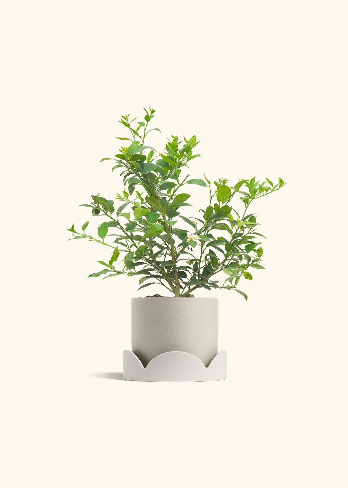 Key Lime Tree in a 7 inches Charcoal Classic Cylinder Planter in a Oat Petal Drip Tray