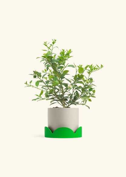 Key Lime Tree in a 7 inches Charcoal Classic Cylinder Planter in a Shamrock Petal Drip Tray