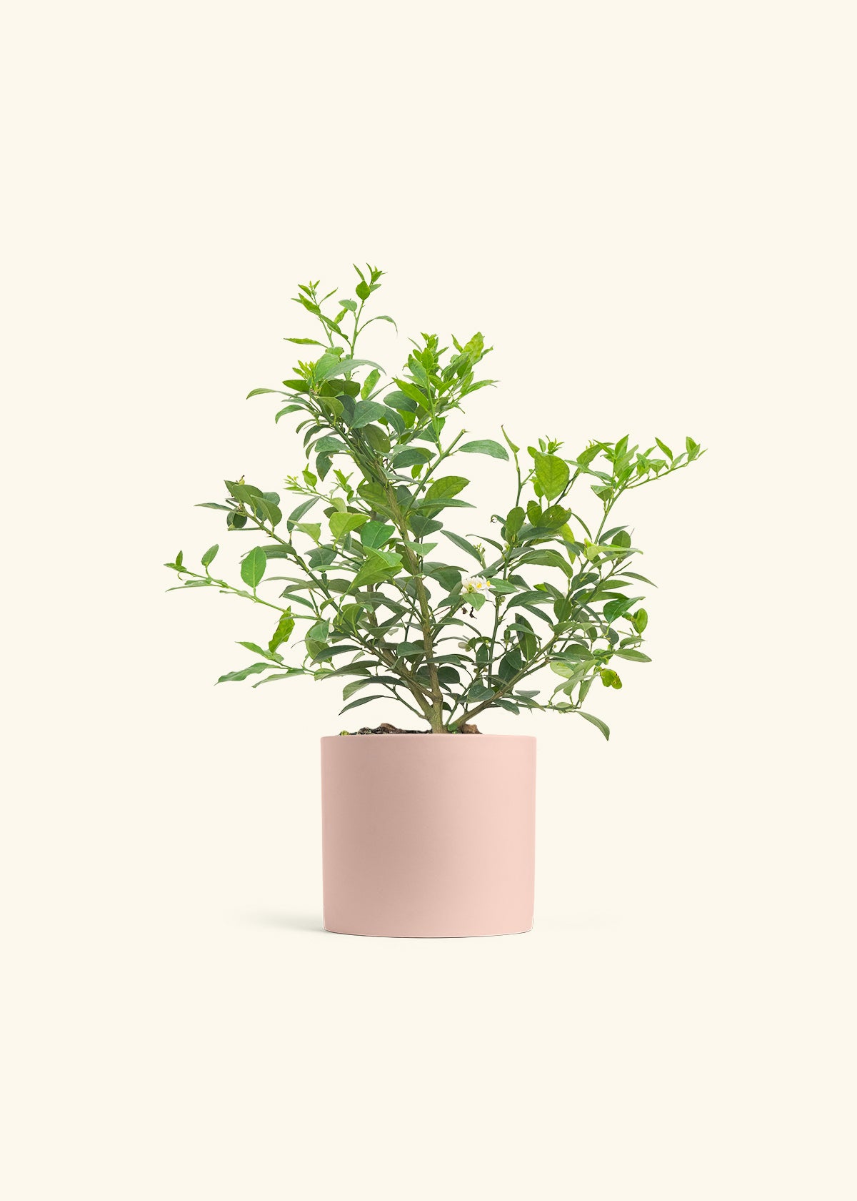Key Lime Tree in a 7 inches Pink Classic Cylinder Planter 