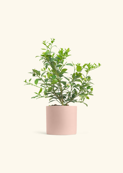 Key Lime Tree in a 7 inches Pink Classic Cylinder Planter 