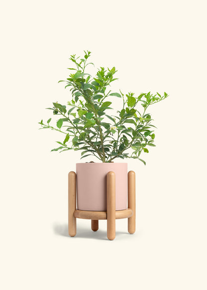 Key Lime Tree in a 7 inches Pink Classic Cylinder Planter in a Beech Wood Stand