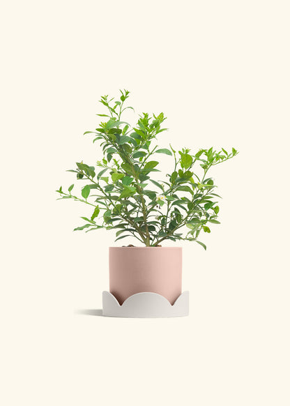 Key Lime Tree in a 7 inches Pink Classic Cylinder Planter in a Oat Petal Drip Tray