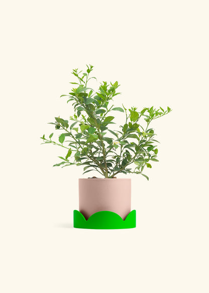 Key Lime Tree in a 7 inches Pink Classic Cylinder Planter in a Shamrock Petal Drip Tray