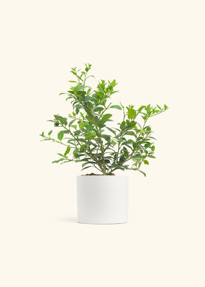Key Lime Tree in a 7 inches White Classic Cylinder Planter 
