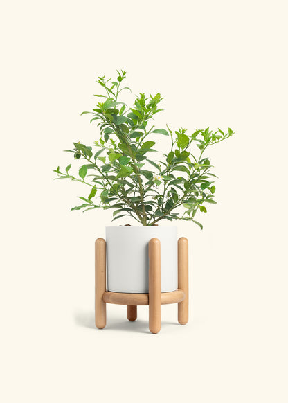 Key Lime Tree in a 7 inches White Classic Cylinder Planter in a Beech Wood Stand