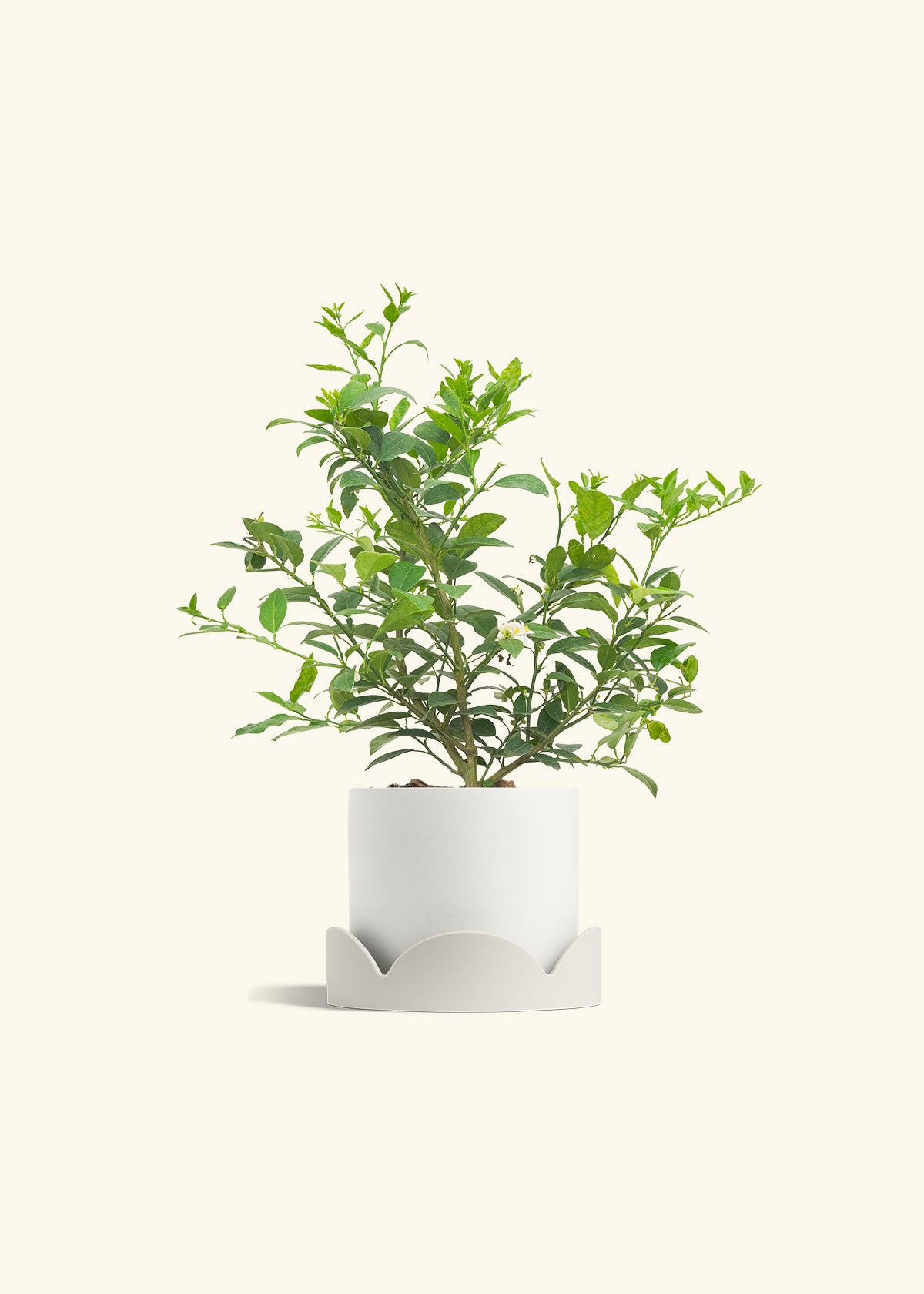 Key Lime Tree in a 7 inches White Classic Cylinder Planter in a Oat Petal Drip Tray