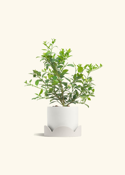 Key Lime Tree in a 7 inches White Classic Cylinder Planter in a Oat Petal Drip Tray