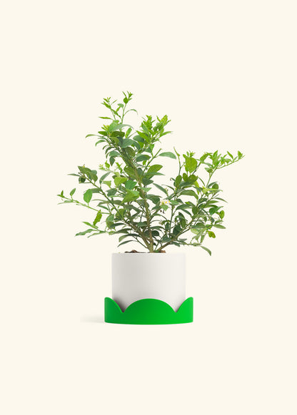 Key Lime Tree in a 7 inches White Classic Cylinder Planter in a Shamrock Petal Drip Tray