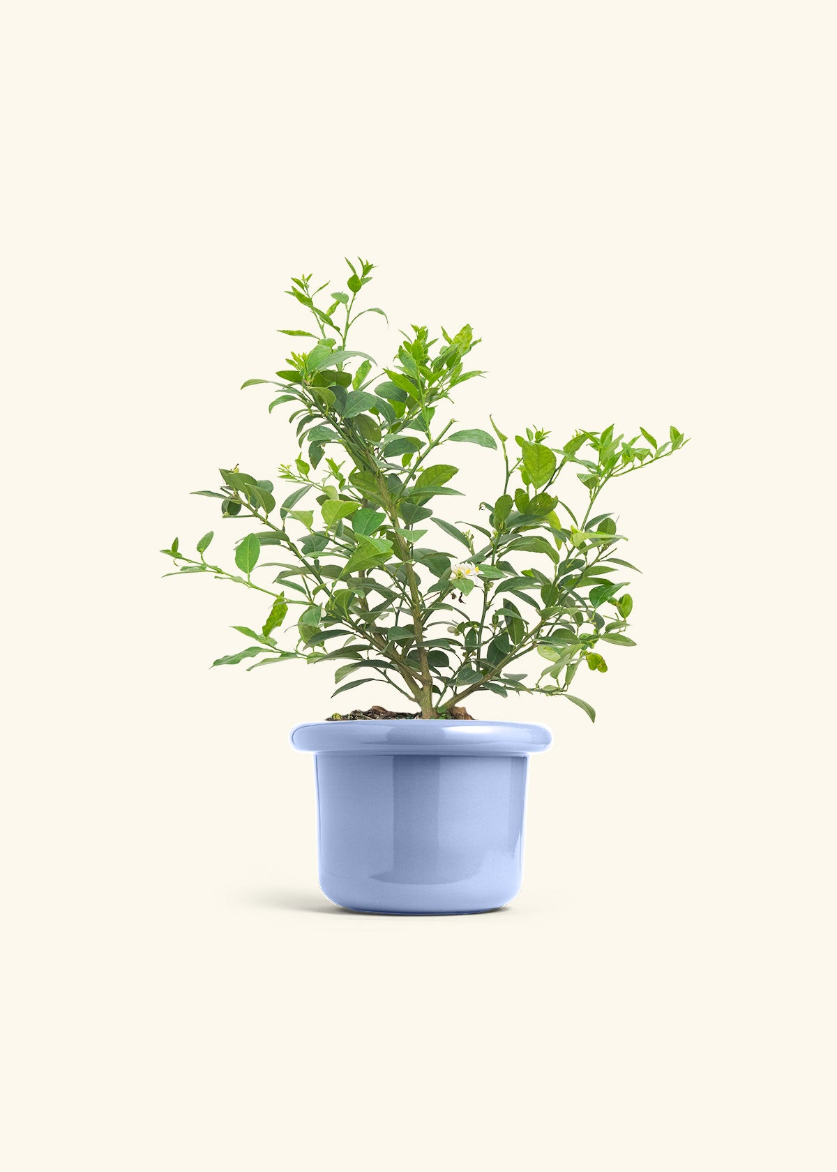 Key Lime Tree in a 7 inches Fat Lip Blue Planter 