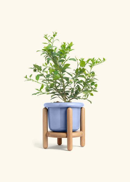 Key Lime Tree in a 7 inches Fat Lip Blue Planter in a Beech Wood Stand