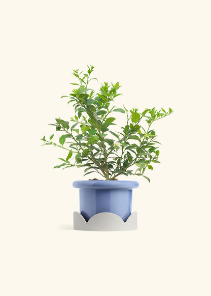 Key Lime Tree in a 7 inches Fat Lip Blue Planter in a Oat Petal Drip Tray