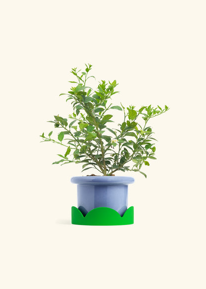 Key Lime Tree in a 7 inches Fat Lip Blue Planter in a Shamrock Petal Drip Tray