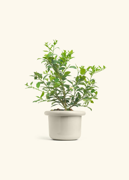 Key Lime Tree in a 7 inches Fat Lip Oat Planter 