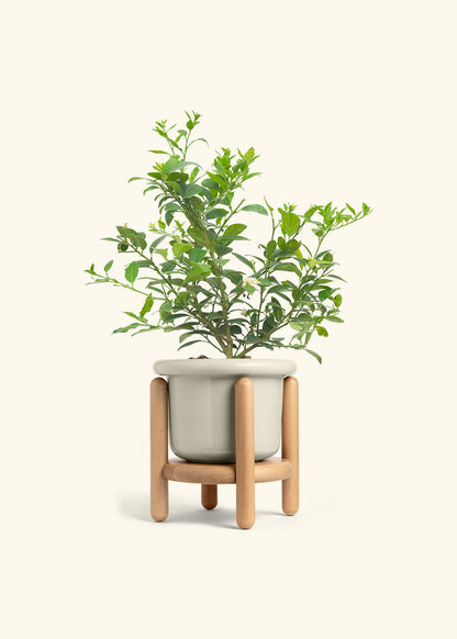 Key Lime Tree in a 7 inches Fat Lip Oat Planter in a Beech Wood Stand