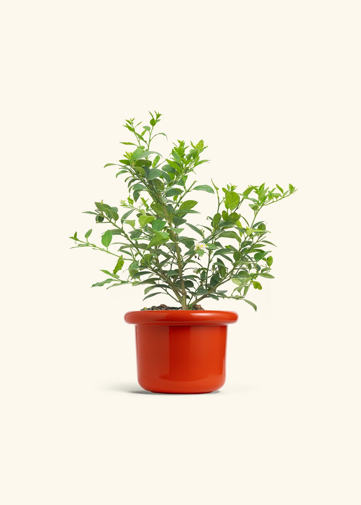 Key Lime Tree in a 7 inches Fat Lip Red Planter 