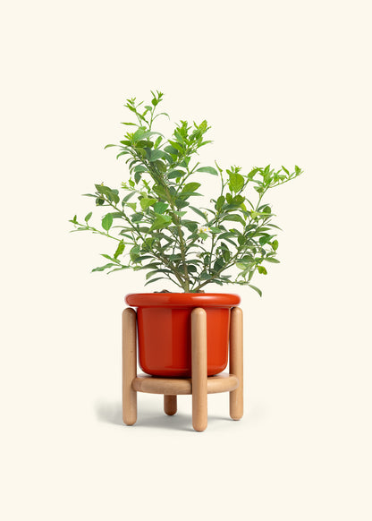 Key Lime Tree in a 7 inches Fat Lip Red Planter in a Beech Wood Stand