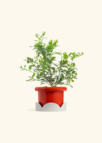 Key Lime Tree in a 7 inches Fat Lip Red Planter in a Oat Petal Drip Tray