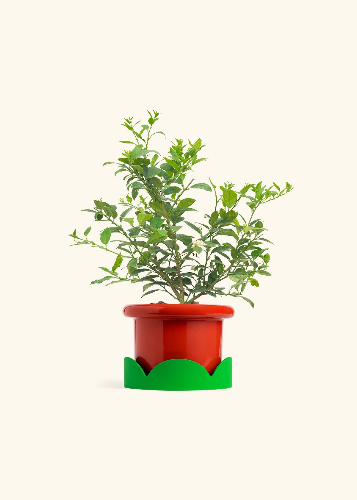 Key Lime Tree in a 7 inches Fat Lip Red Planter in a Shamrock Petal Drip Tray
