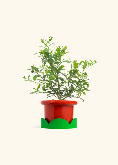 Key Lime Tree in a 7 inches Fat Lip Red Planter in a Shamrock Petal Drip Tray