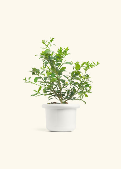 Key Lime Tree in a 7 inches Fat Lip White Planter 
