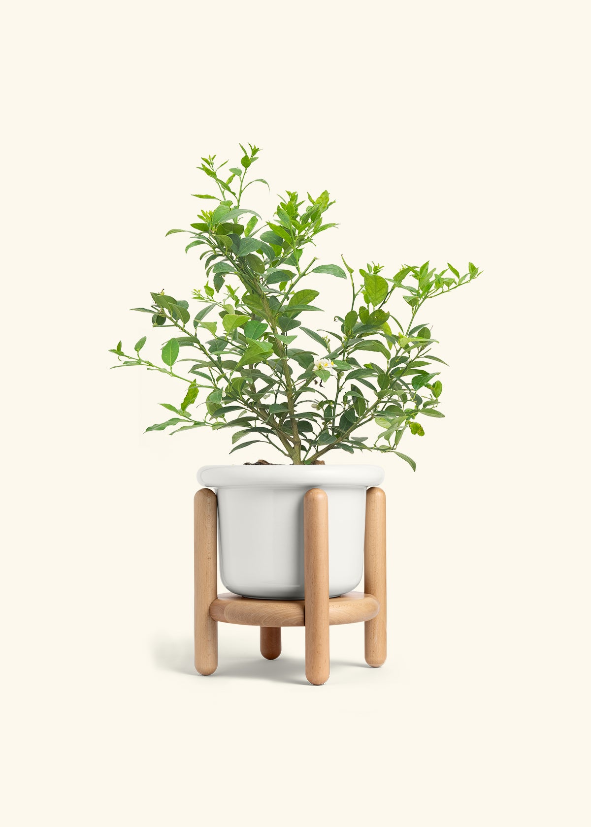 Key Lime Tree in a 7 inches Fat Lip White Planter in a Beech Wood Stand