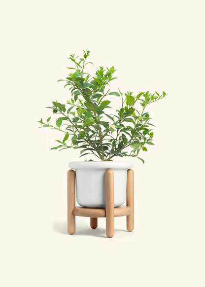 Key Lime Tree in a 7 inches Fat Lip White Planter in a Beech Wood Stand