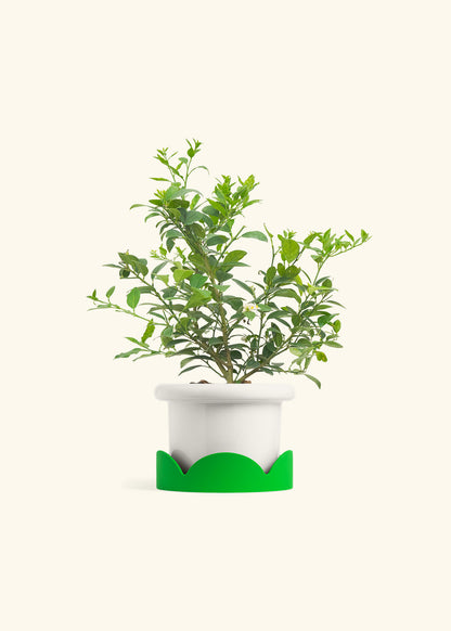 Key Lime Tree in a 7 inches Fat Lip White Planter in a Shamrock Petal Drip Tray