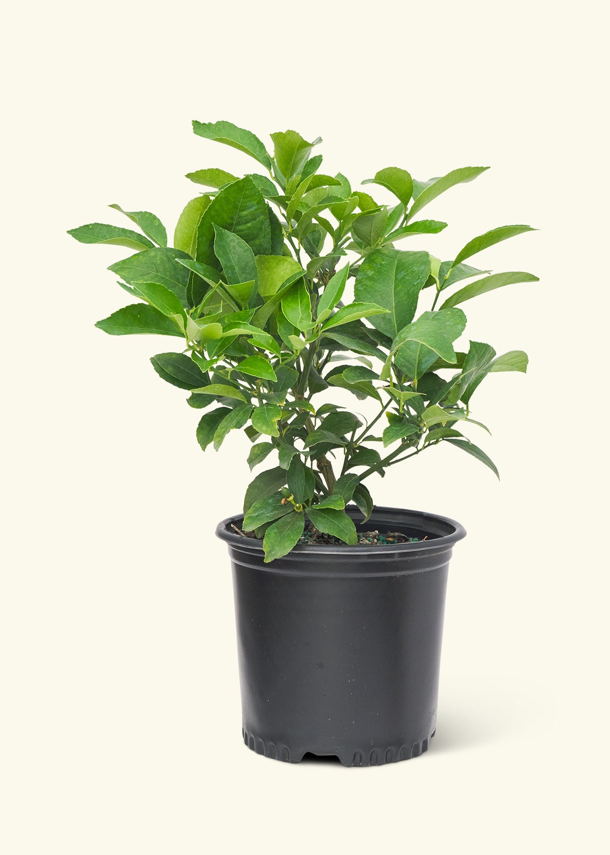 Meyer Lemon Tree in a grow pot