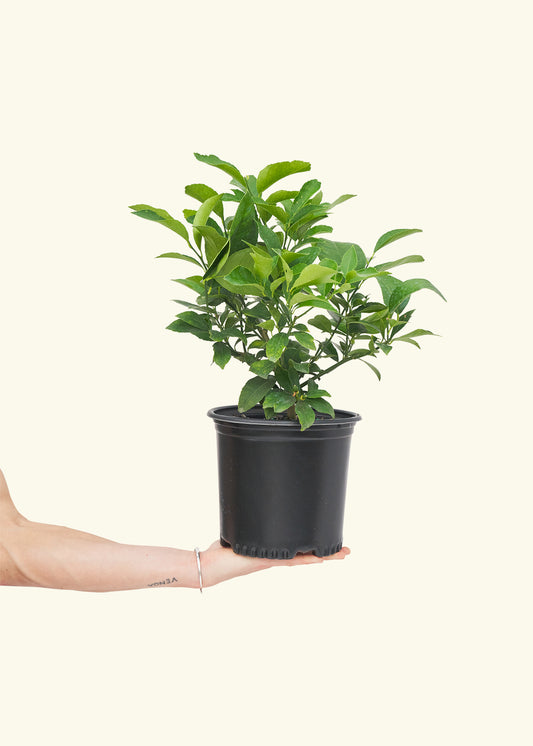 Meyer Lemon Tree in a grow pot