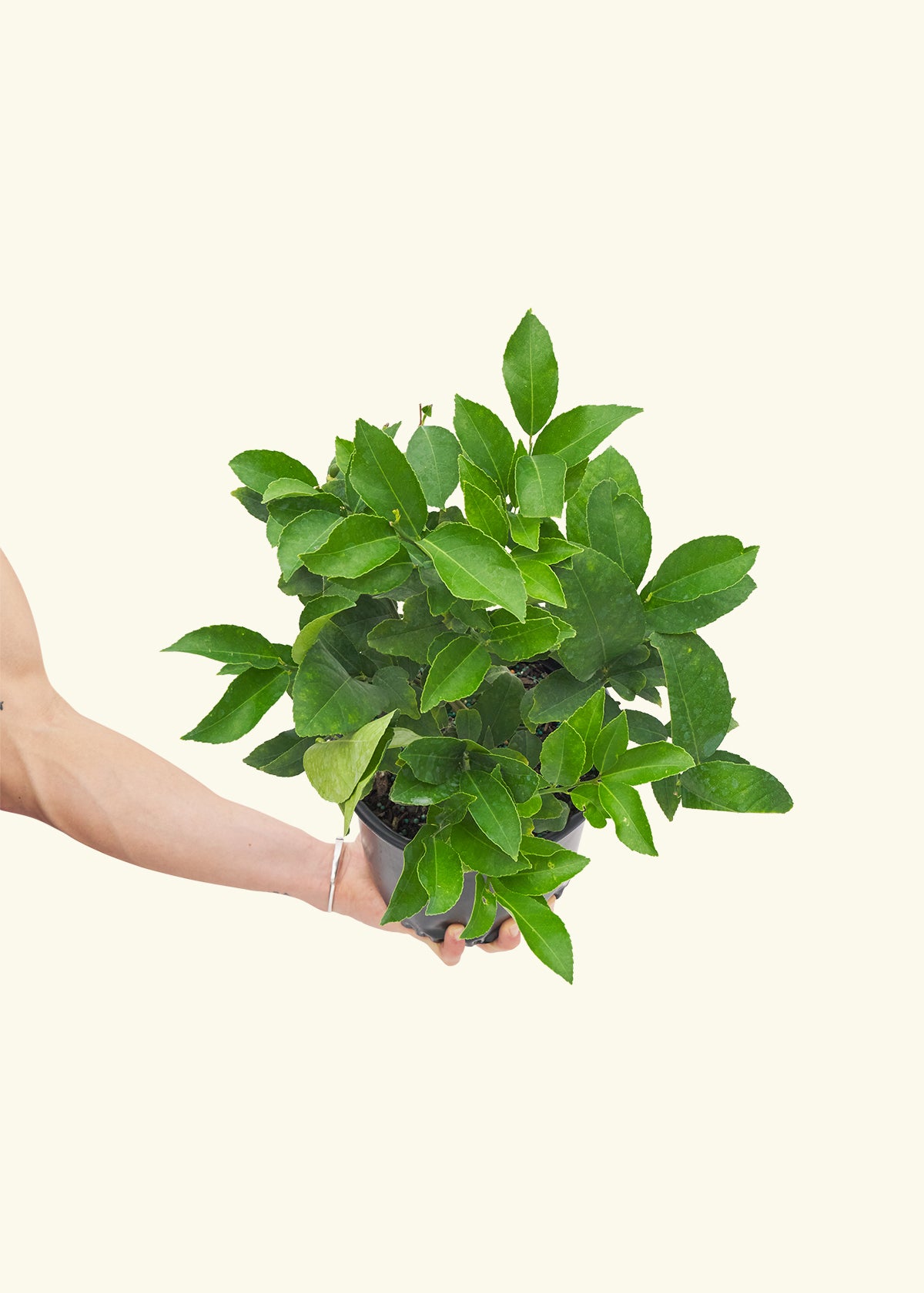 Meyer Lemon Tree in a grow pot