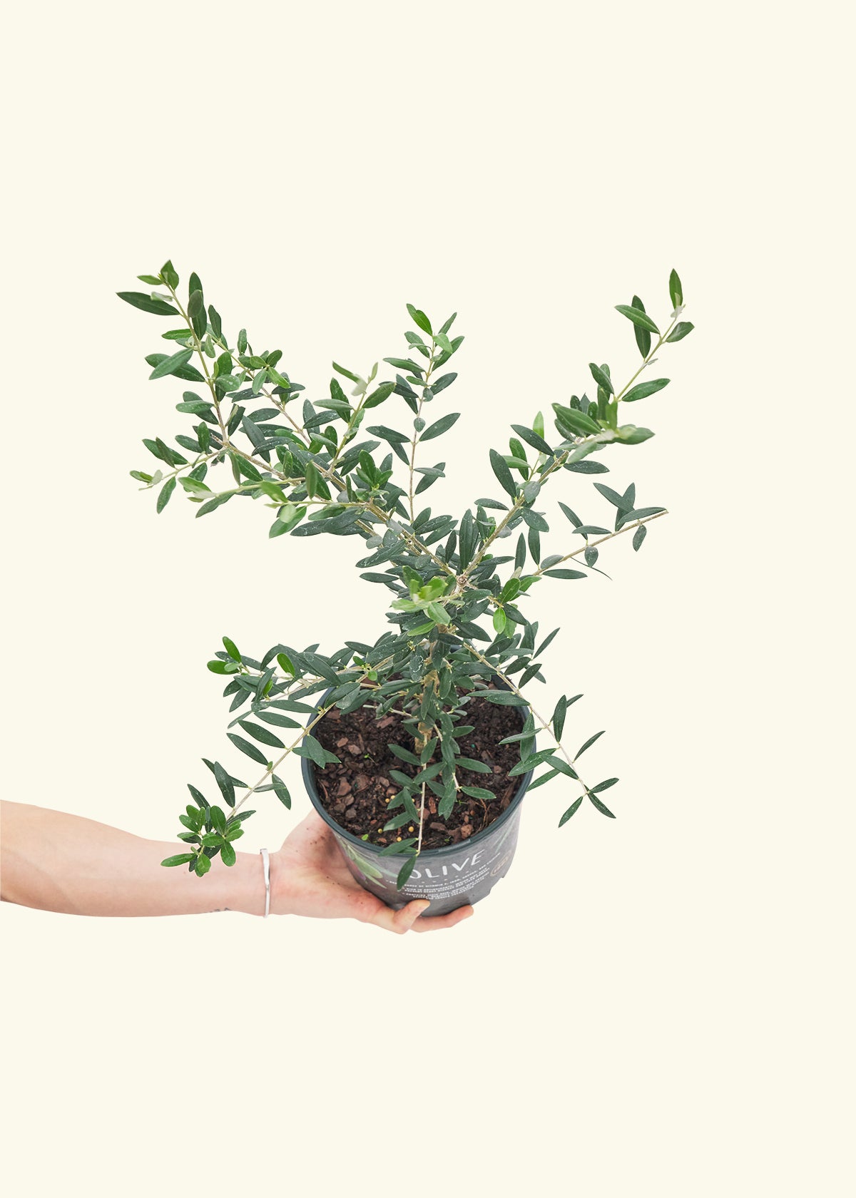 Olive Tree, Large in a grow pot