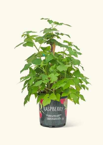 Raspberry Bush, Large in a grow pot