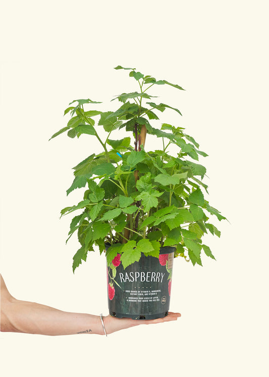 Raspberry Bush, Large in a grow pot