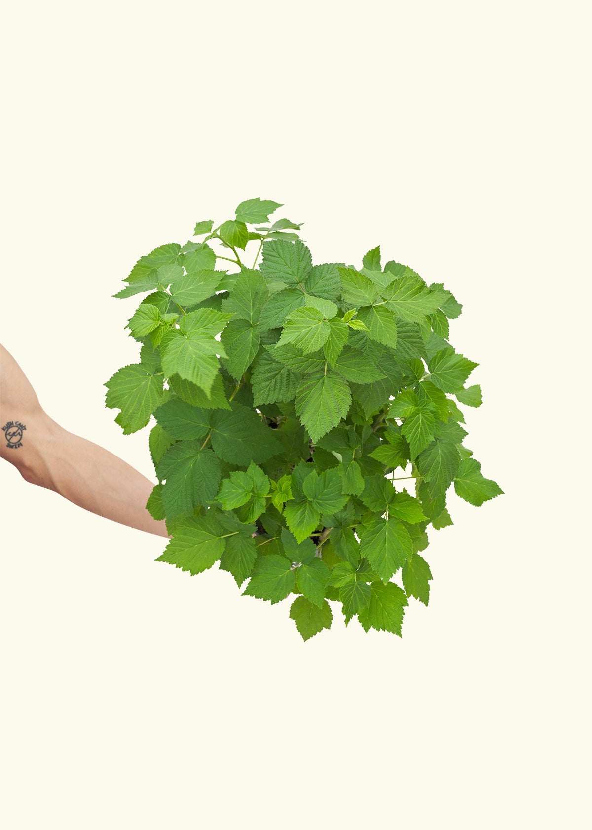 Raspberry Bush, Large in a grow pot