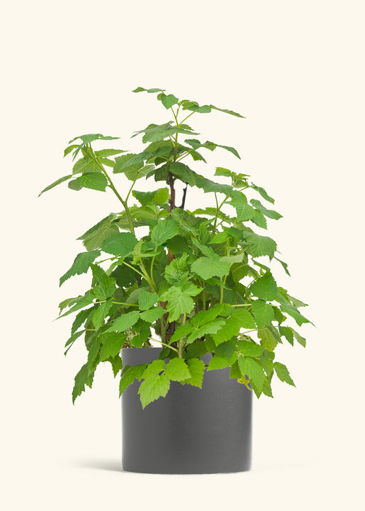 Raspberry Bush in a 7 inches Charcoal Classic Cylinder Planter in a Shamrock Petal Drip Tray