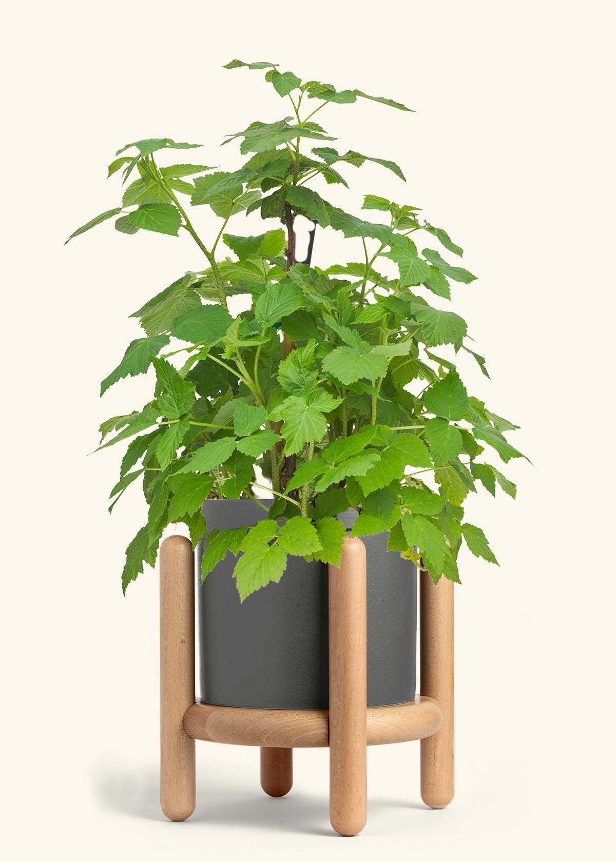 Raspberry Bush in a 7 inches Charcoal Classic Cylinder Planter in a Oat Petal Drip Tray