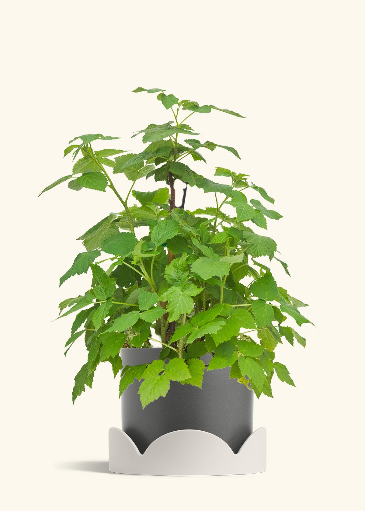 Raspberry Bush in a 7 inches Charcoal Classic Cylinder Planter in a Beech Wood Stand