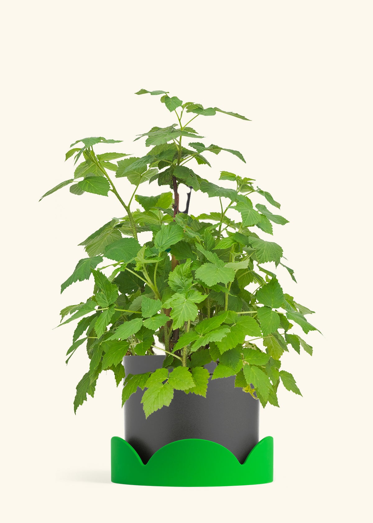 Raspberry Bush in a 7 inches Charcoal Classic Cylinder Planter 