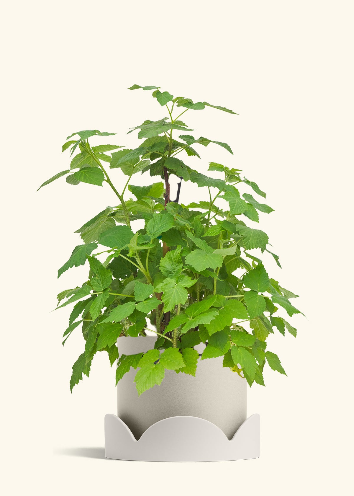 Raspberry Bush in a 7 inches Oat Classic Cylinder Planter in a Oat Petal Drip Tray