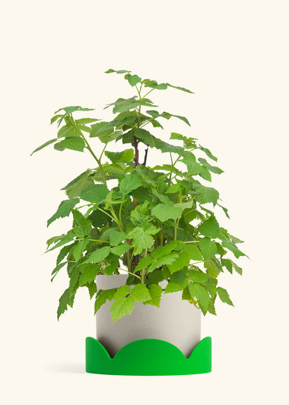 Raspberry Bush in a 7 inches Oat Classic Cylinder Planter in a Shamrock Petal Drip Tray
