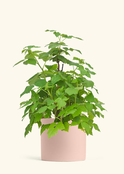 Raspberry Bush in a 7 inches Pink Classic Cylinder Planter 
