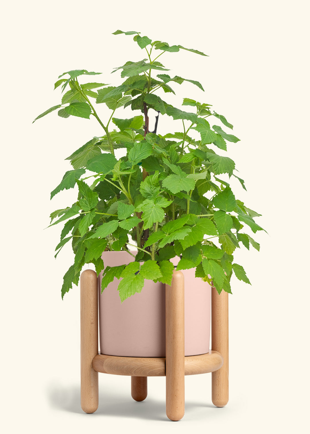 Raspberry Bush in a 7 inches Pink Classic Cylinder Planter in a Beech Wood Stand