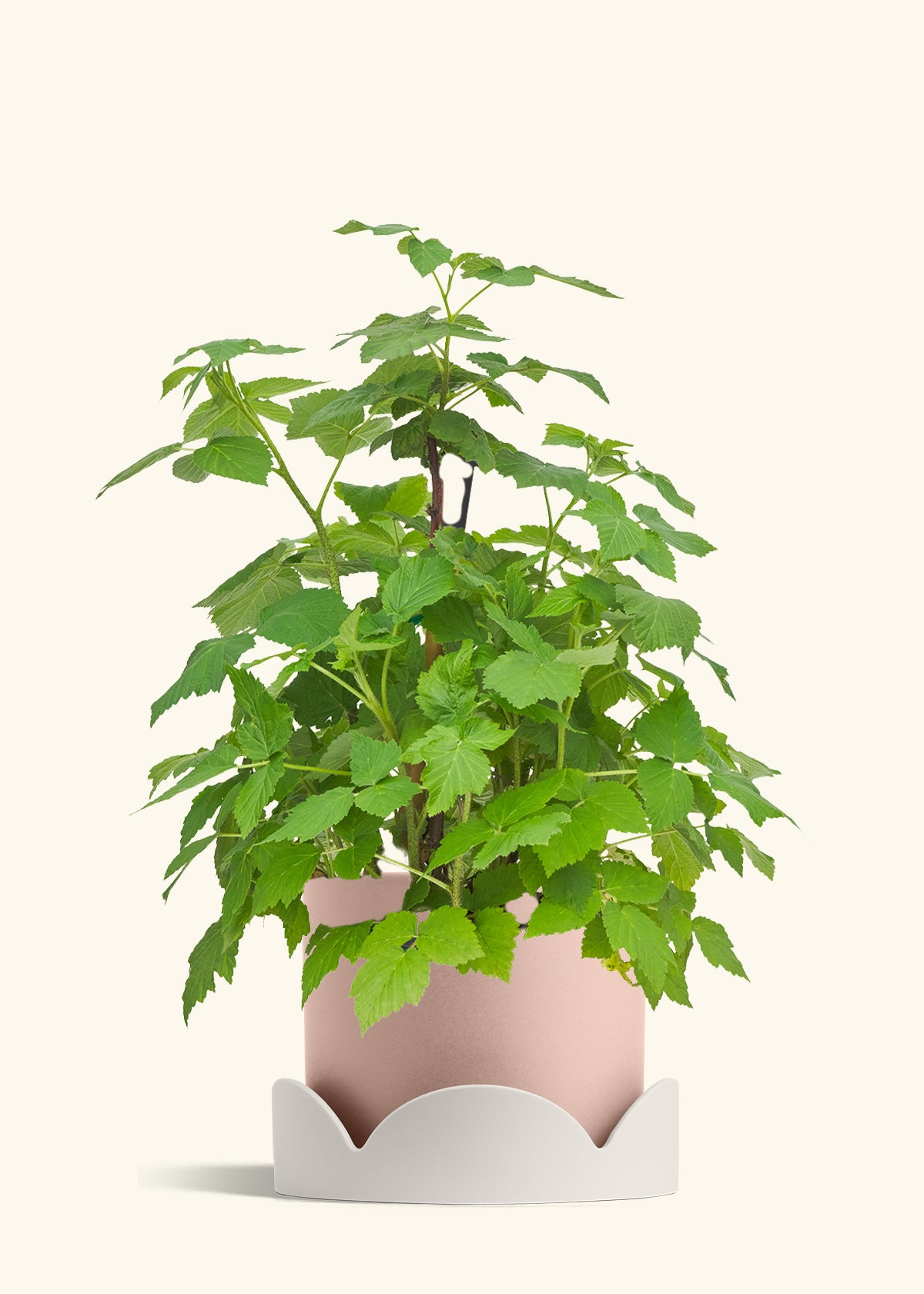 Raspberry Bush in a 7 inches Pink Classic Cylinder Planter in a Oat Petal Drip Tray