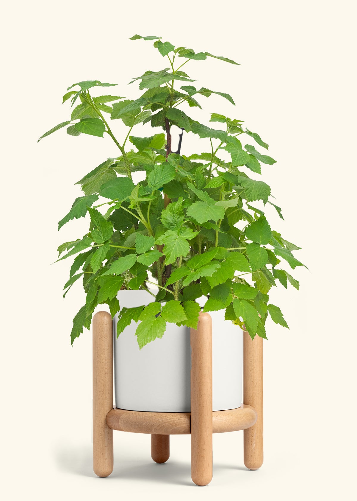 Raspberry Bush in a 7 inches White Classic Cylinder Planter in a Beech Wood Stand