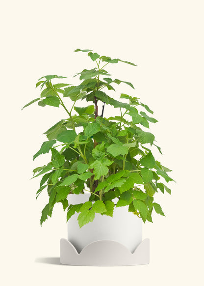 Raspberry Bush in a 7 inches White Classic Cylinder Planter in a Oat Petal Drip Tray