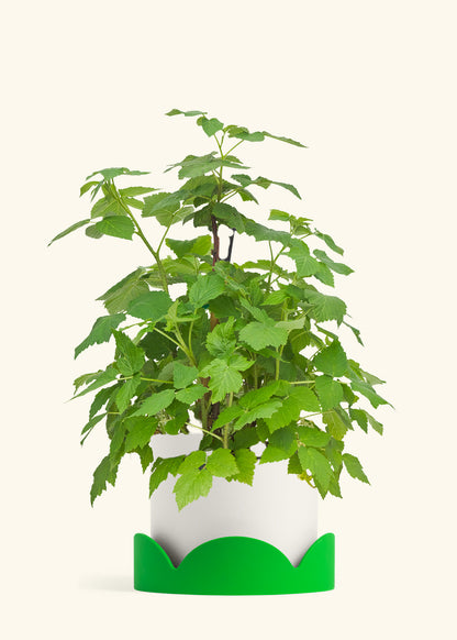 Raspberry Bush in a 7 inches White Classic Cylinder Planter in a Shamrock Petal Drip Tray