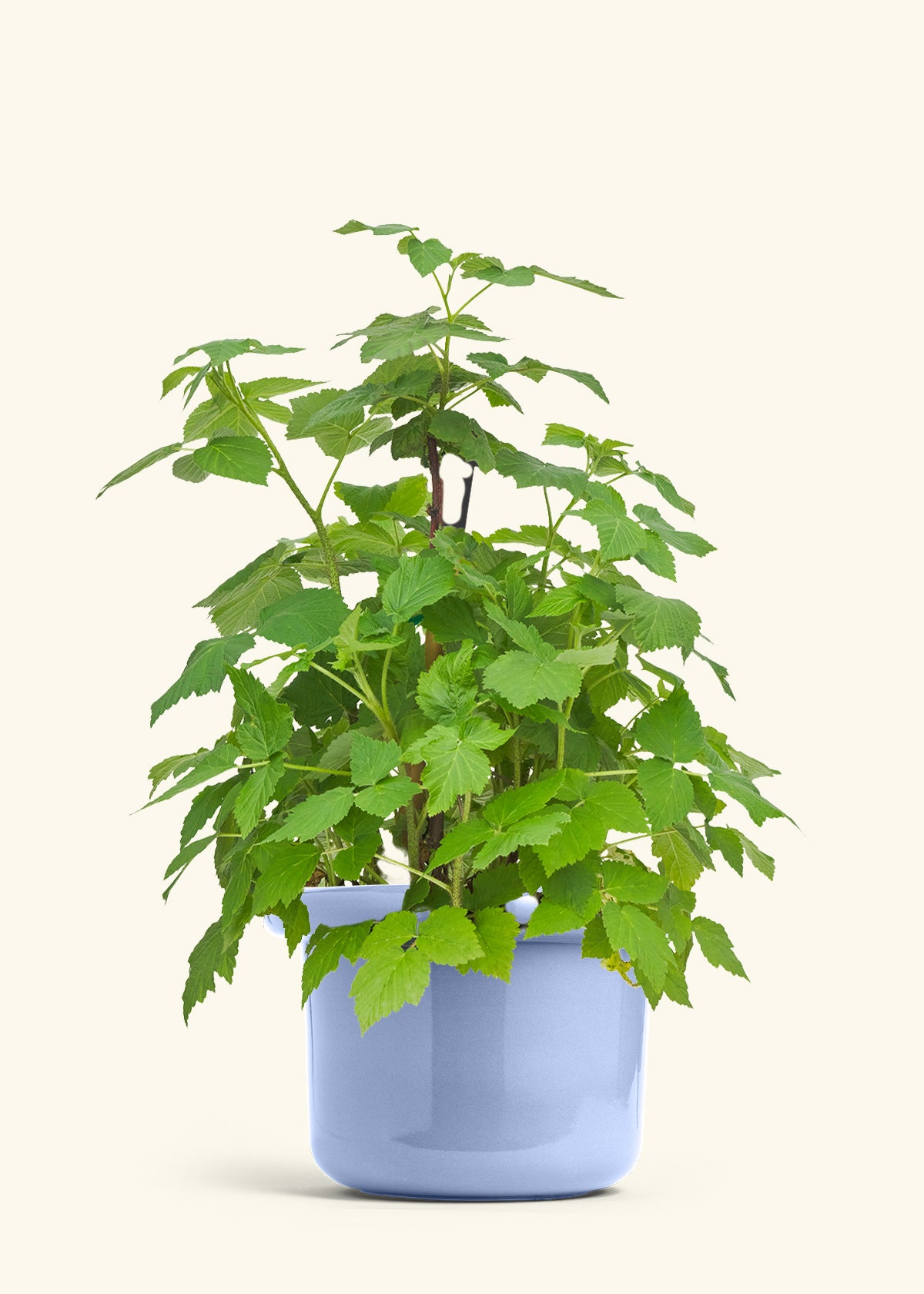 Raspberry Bush in a 7 inches Fat Lip Blue Planter 